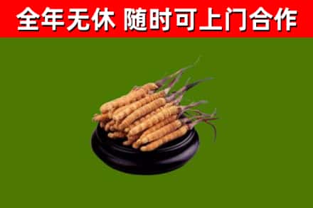 堆龙德庆回收冬虫夏草